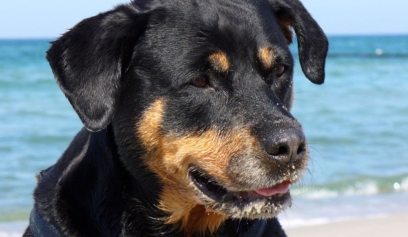 Rotvajler - Rottweiler