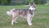 Alaskan Malamute