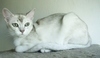 Burmilla