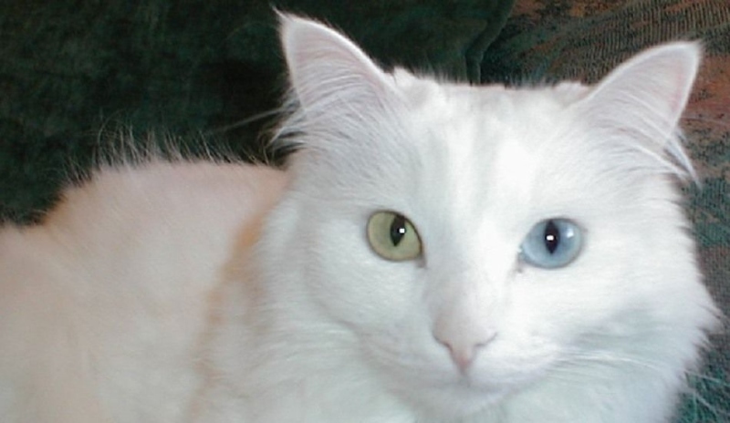 Turecká angora - Turkish Angora