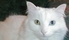 Turecká angora - Turkish Angora