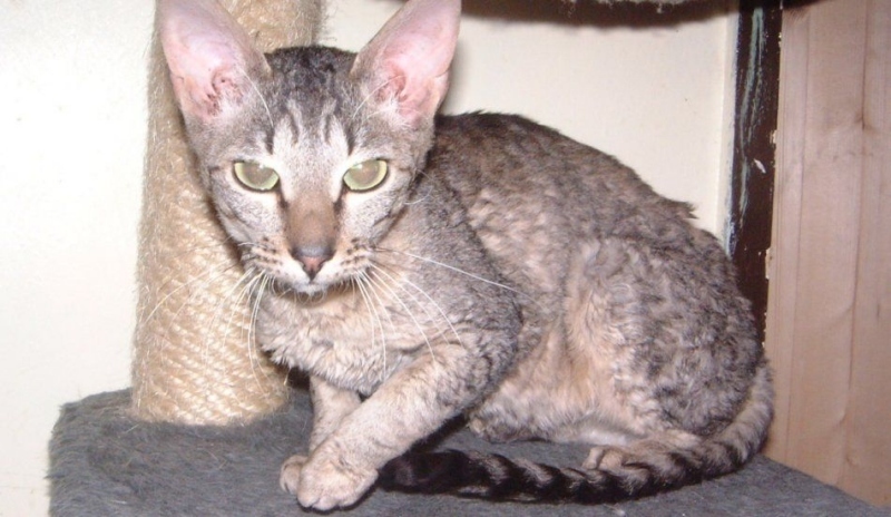 Cornish Rex 