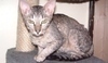 Cornish Rex 