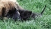 Leonberger 