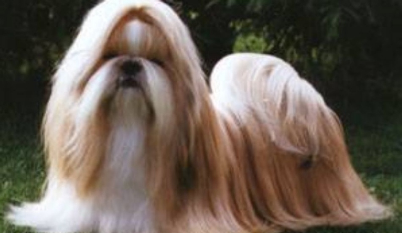 Ši-tzu