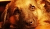 Německý ovčák (German Shepherd Dog)