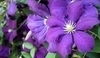 Plamének neboli Clematis
