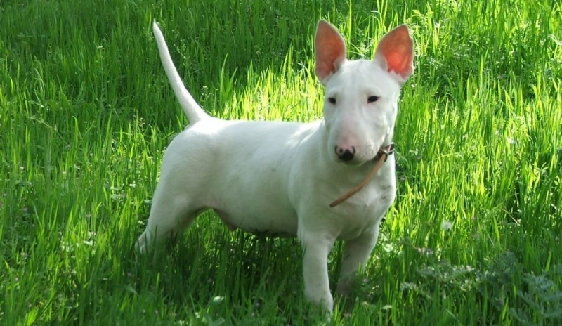 Bulteriér 