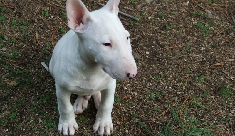 Bulteriér